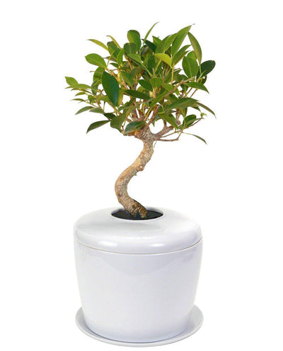 The Living Urn Indoors / Patio - SereniCare